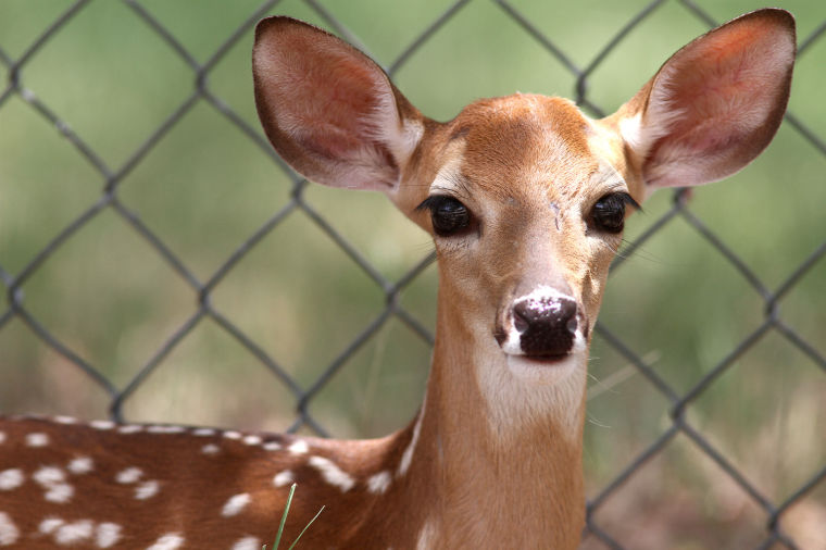 Oh Deer